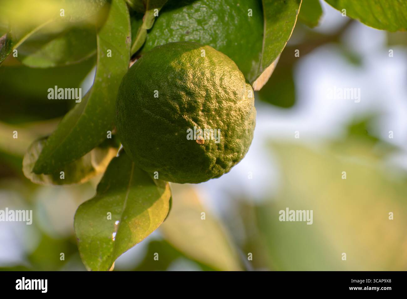 Primo piano di limone dolce/agrumi limetta che crescono sull'albero. Foto Stock