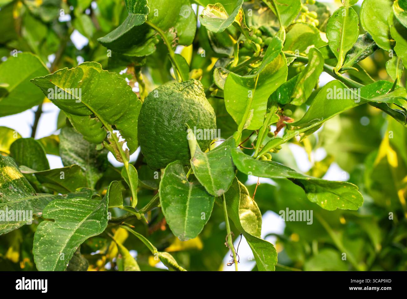Primo piano di limone dolce/agrumi limetta che crescono sull'albero. Foto Stock
