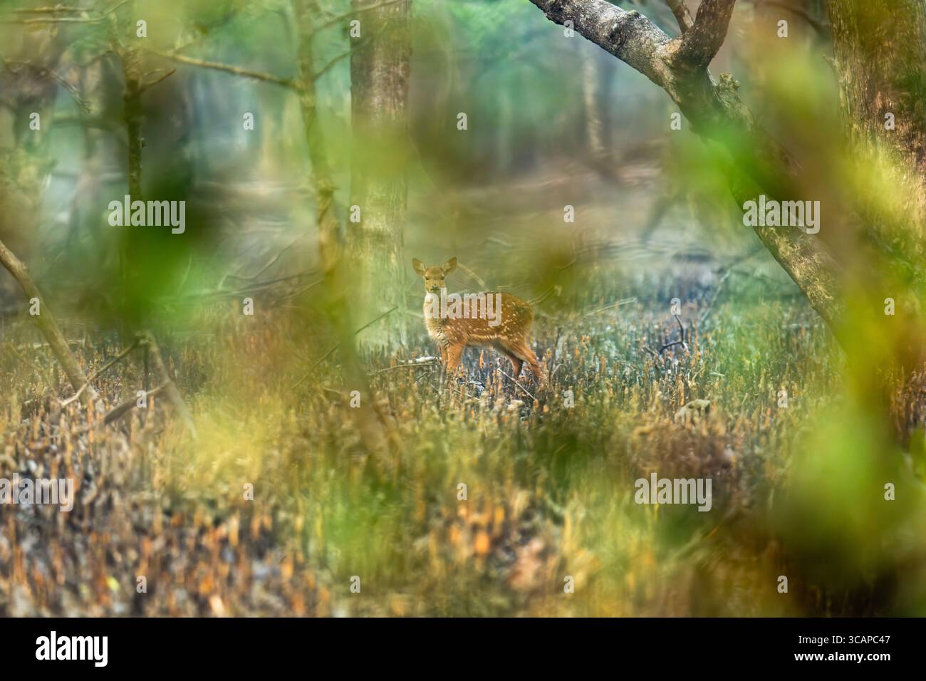 La vista di un cervo maculato si staglia in mezzo alla fitta vegetazione e agli alberi torreggianti, mescolandosi perfettamente con la luce solare soffusa, Sundarban, Khulna Division, Bangladesh. Foto Stock