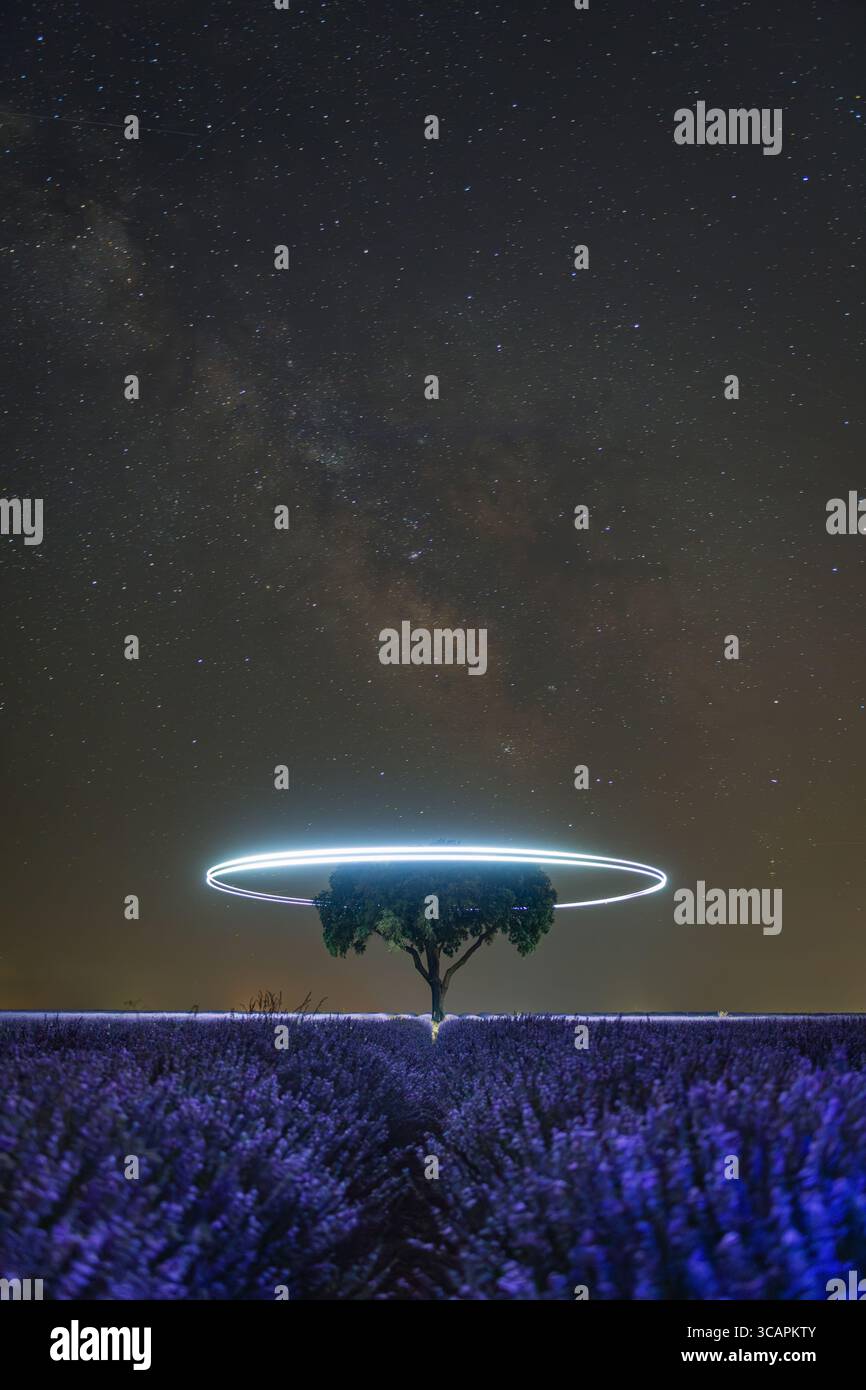 Magica vista notturna di un campo di lavanda sotto un cielo stellato con la via Lattea sullo sfondo a Brihuega, Castilla-la Mancha, Spagna. Un albero solitario Foto Stock