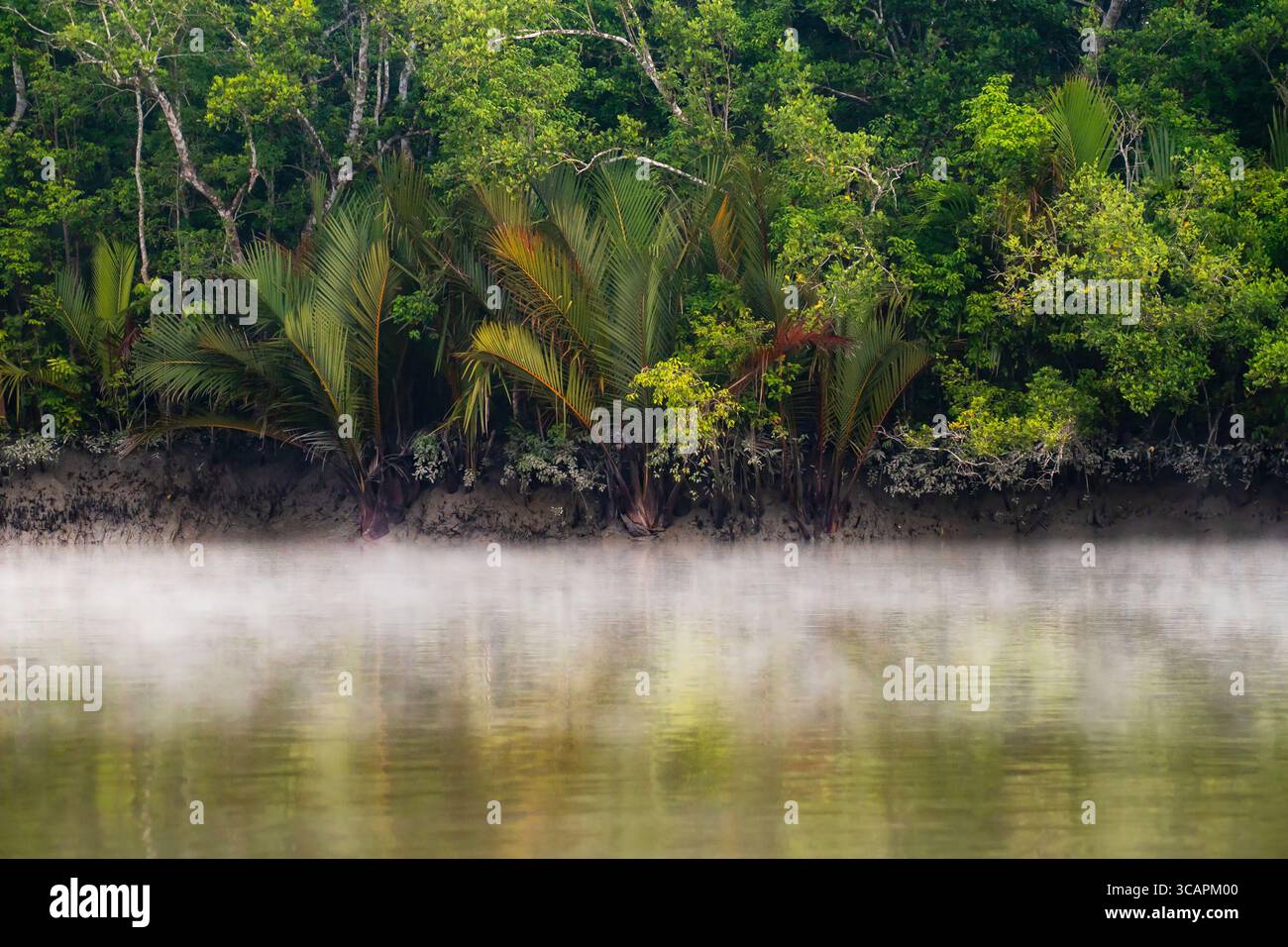 Vista della tranquilla riva del fiume con alberi verdi e fronde di palme, dove la nebbia sorge dall'acqua a Sundarban, divisione Khulna, Bangladesh. Foto Stock