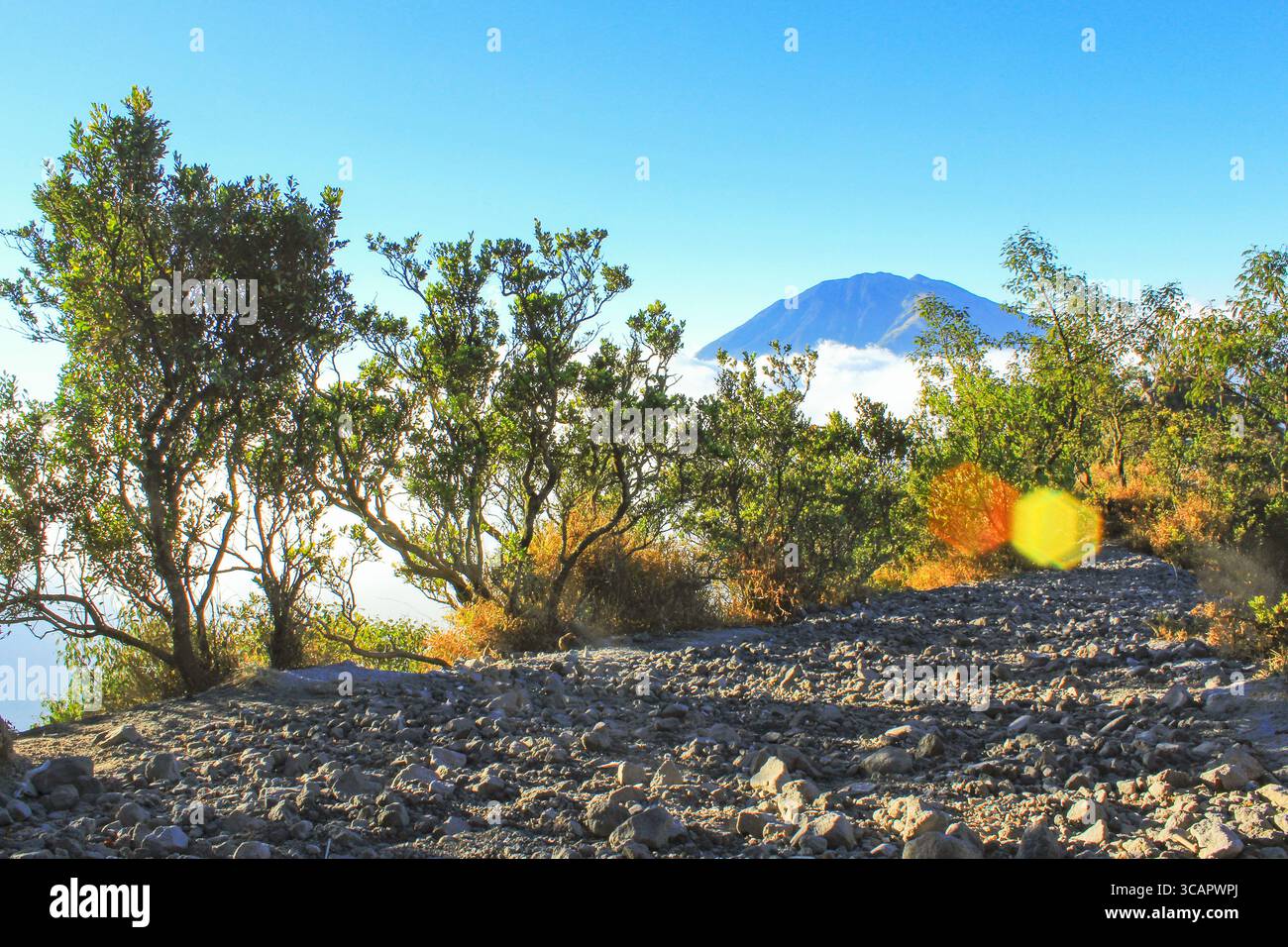 Paesaggio montano con alberi e cielo azzurro cristallino con vista panoramica all'aperto Foto Stock