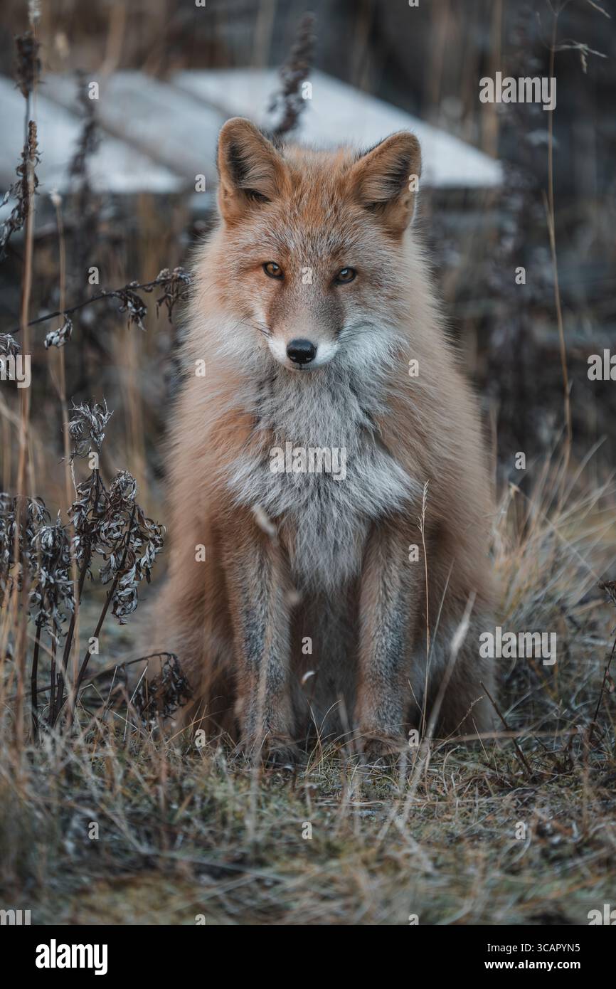 Vista di una volpe, con la sua pelliccia color ambra che contrasta con i grigi e i marroni dell'erba secca circostante, in allerta in Alaska, Unalaska, Ala Foto Stock
