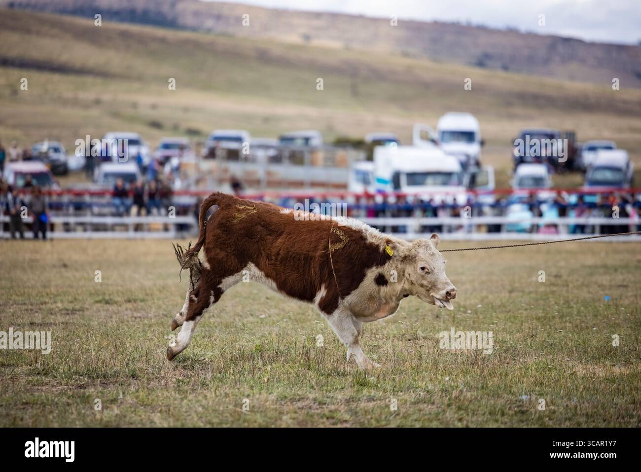 Il giovane bue salta nel panico presso Villa Cerro Castillo Fiesta a la Chilena Rodeo, Cerro Castillo, Torres del Paine, Magallanes y de la Antartica Chilena, Foto Stock