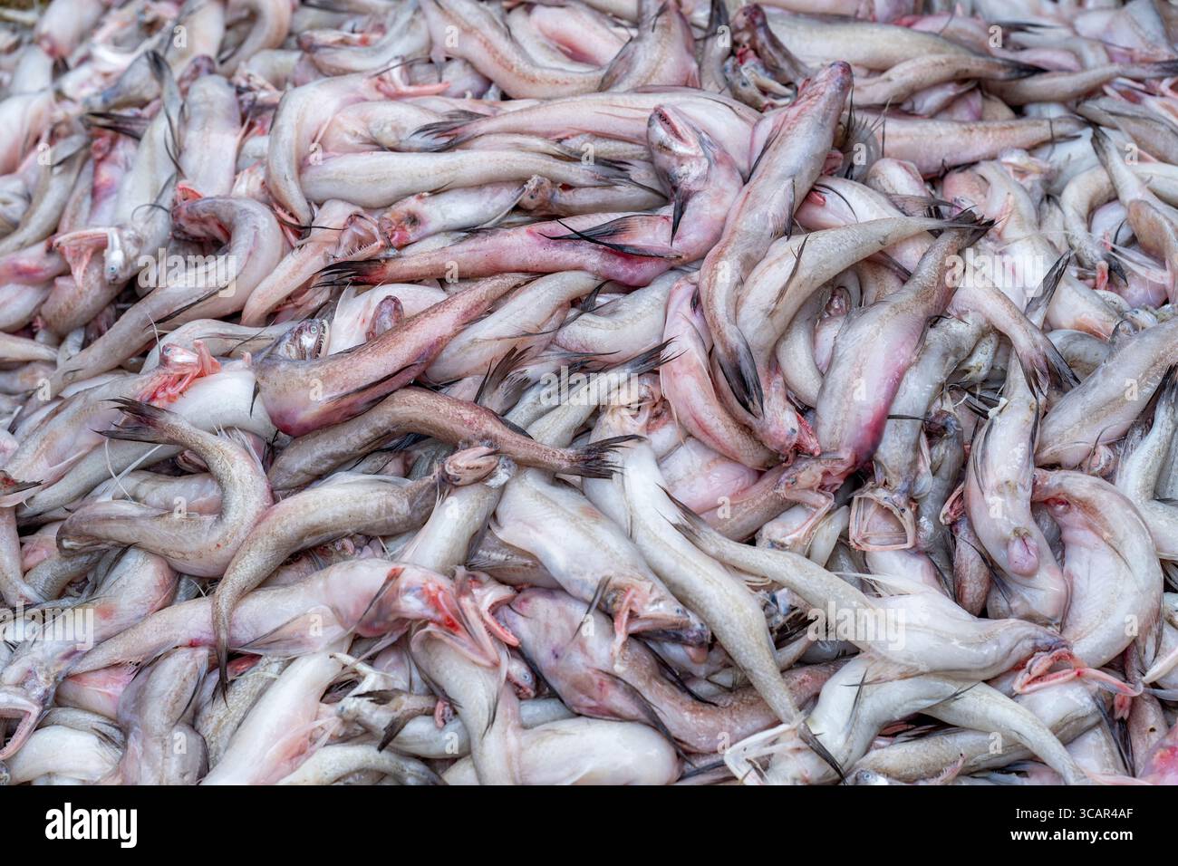 Il pesce Loitta, noto anche come anatra di Bombay, è un tipo di pesce popolare, in particolare in Bangladesh e nel Bengala Occidentale, India. Mucchio di pesce pronto per la vendita Foto Stock