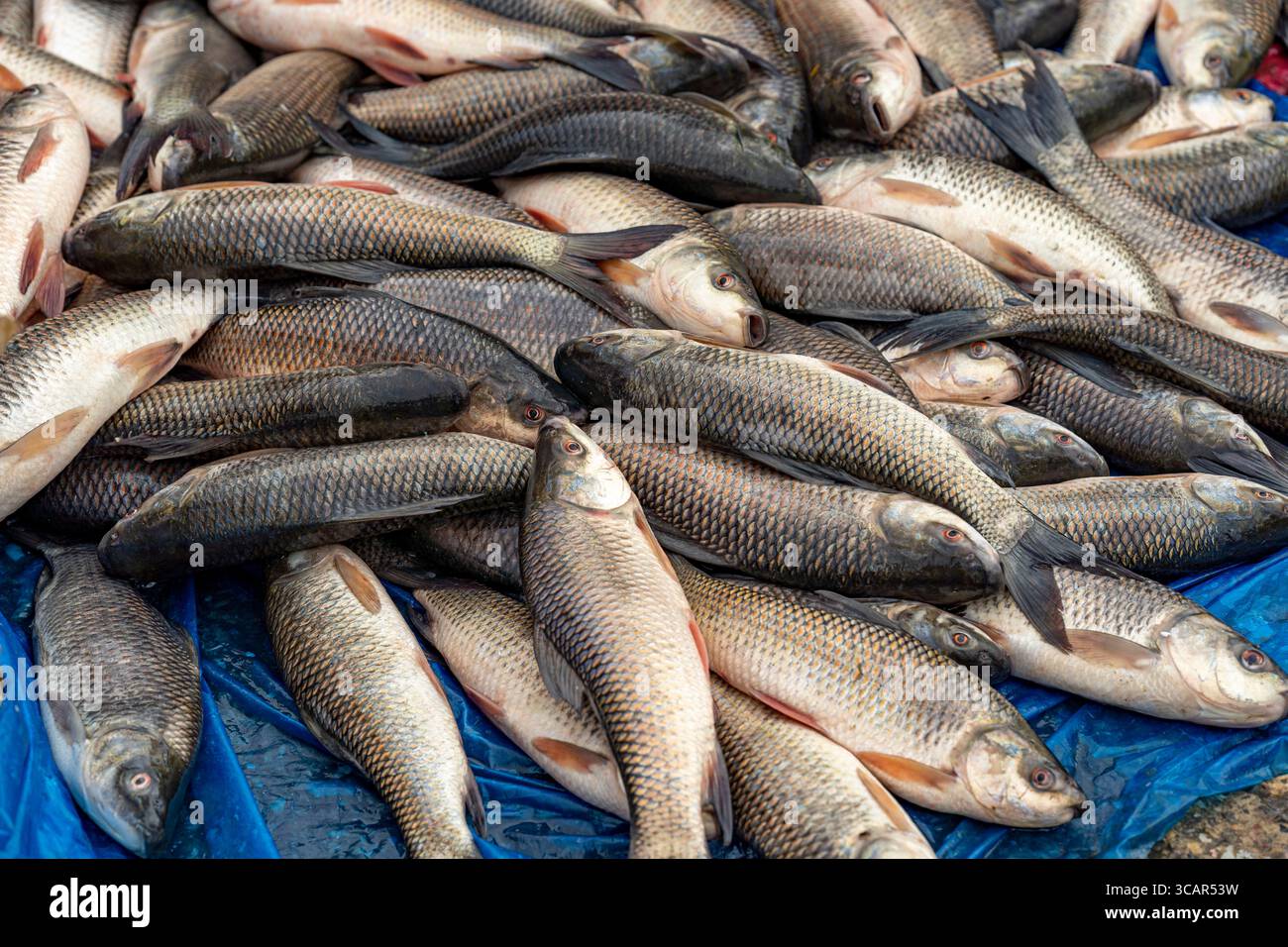 Pesce appena pescato accatastato, pronto per il mercato. Il rohu, rui, ruhi o roho labeo è una specie di pesci della famiglia delle carpe, che si trova nel fiume Foto Stock