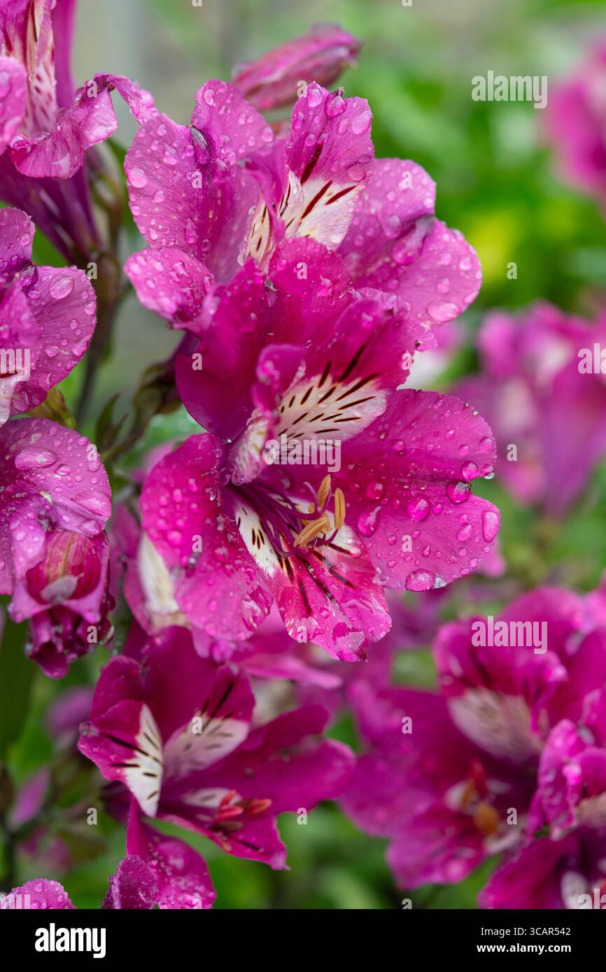 Alstroemeria 'Summer Paradise, Summer Chic' una fioritura perenne in un giardino in estate. Foto Stock
