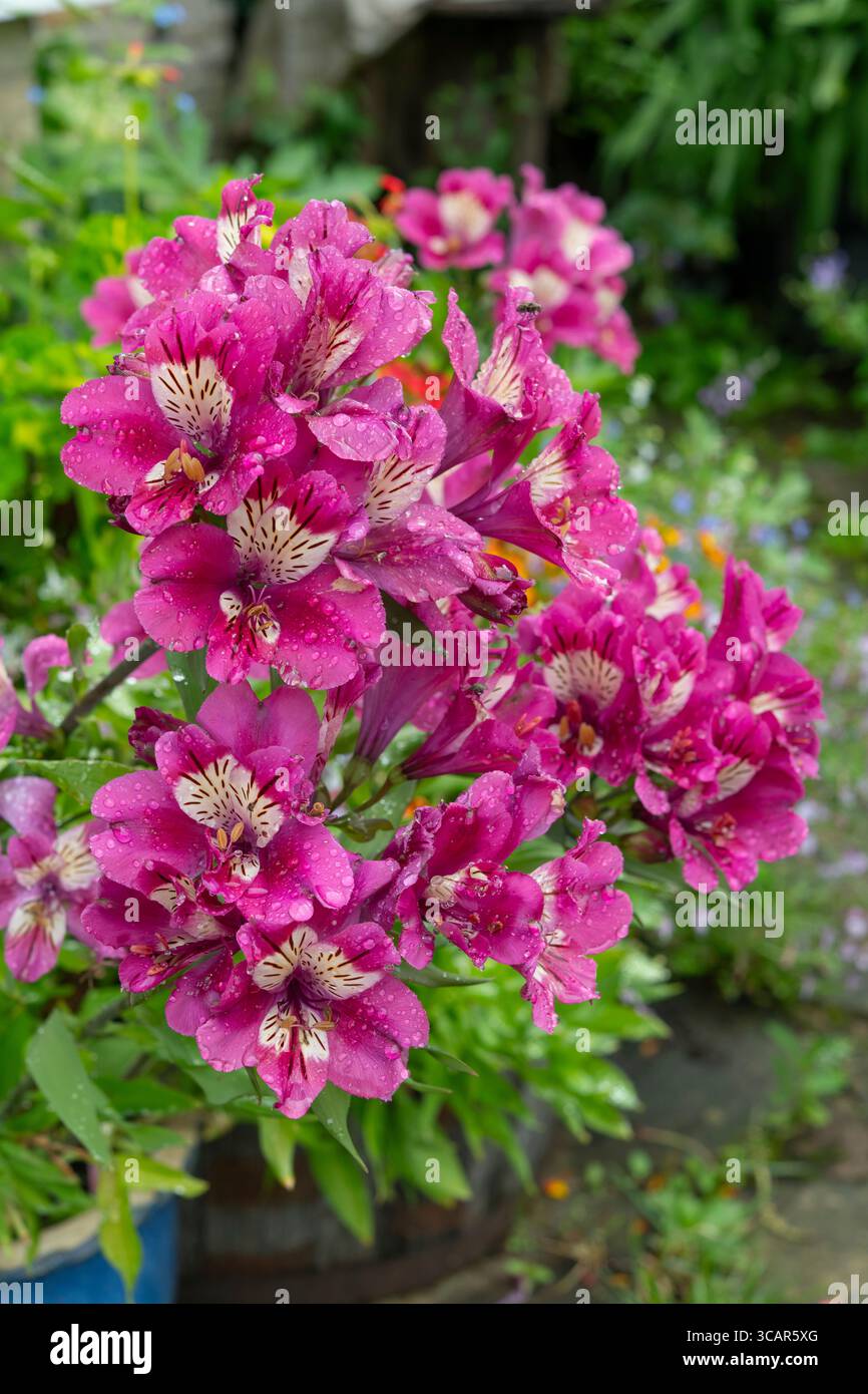 Alstroemeria 'Summer Paradise, Summer Chic' una fioritura perenne in un giardino in estate. Foto Stock