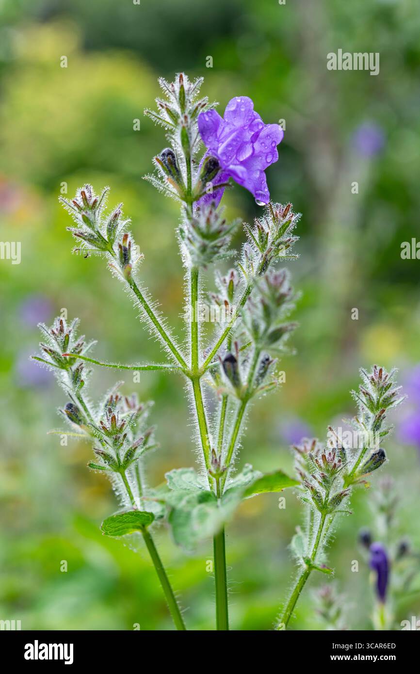 StroPacthes Wallichii, una perenne resistente con fiori blu e steli pelosi. Foto Stock