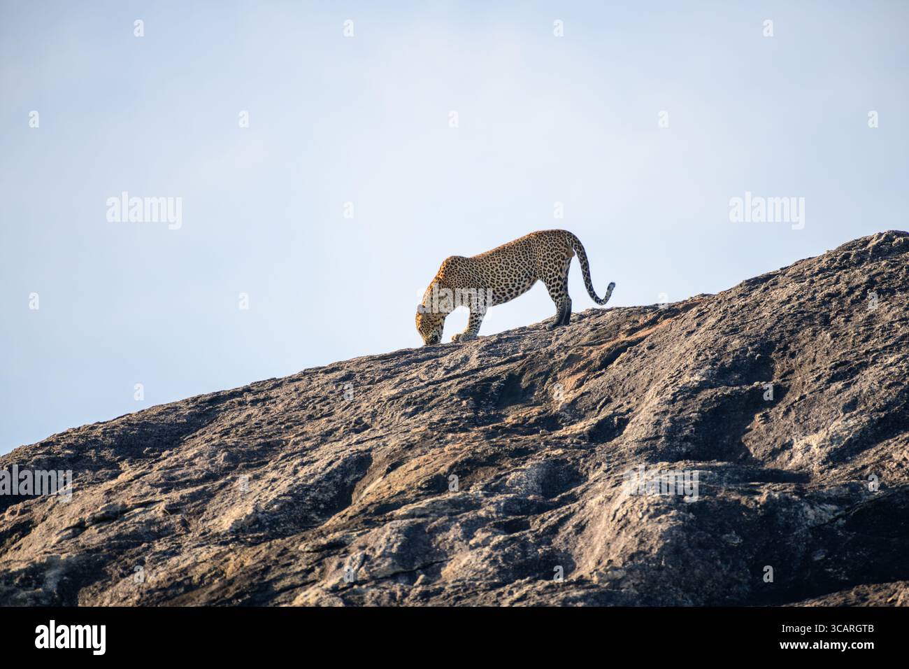 Il leopardo dello Sri Lanka attraversa una roccia illuminata dal sole e la sua potente cornice si affaccia con eleganza sul cielo limpido del Parco Nazionale di Yala. Foto Stock