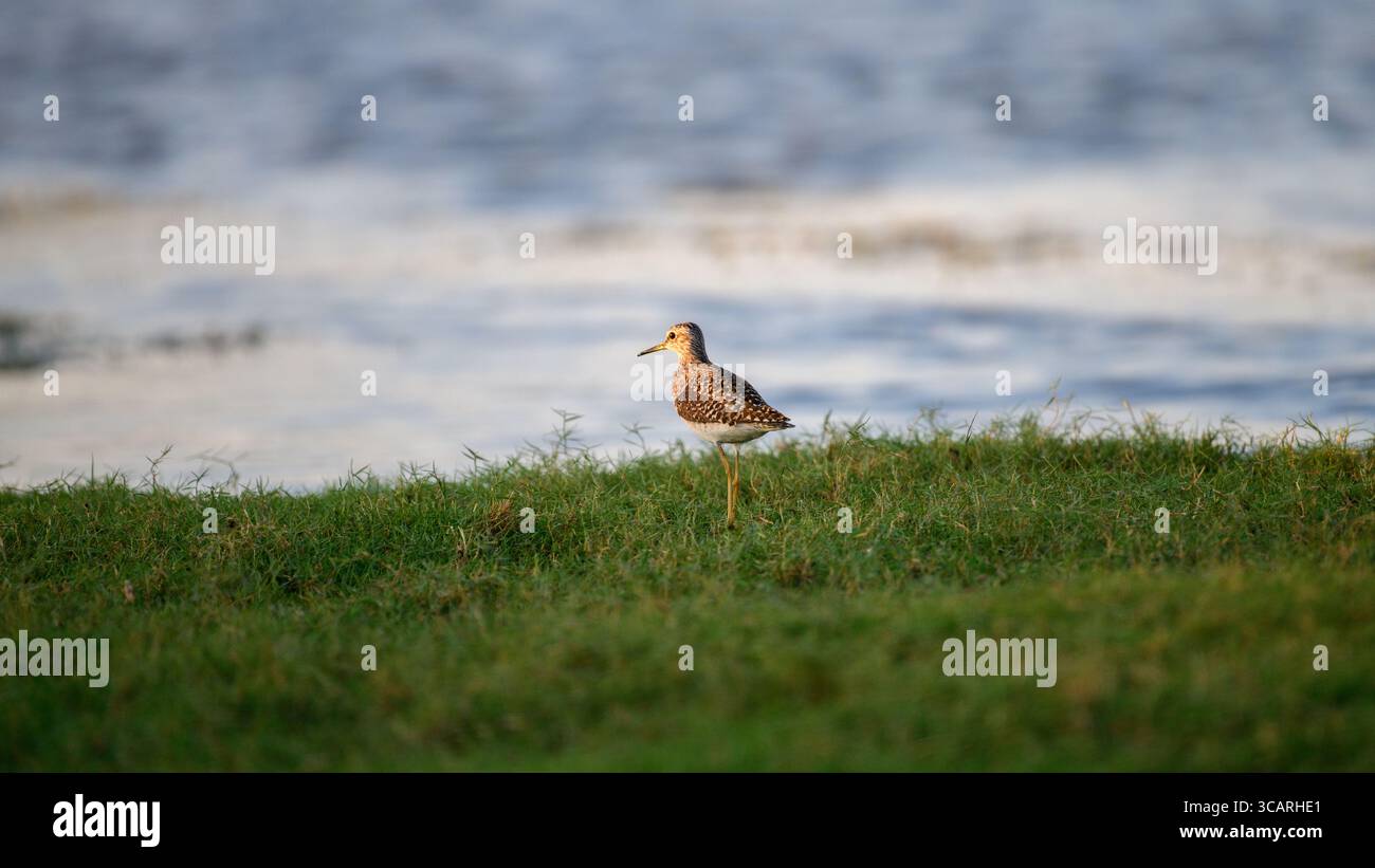 Wood sandpiper si erge graziosamente sulla costa erbosa di Talaimannar, Sri Lanka Foto Stock
