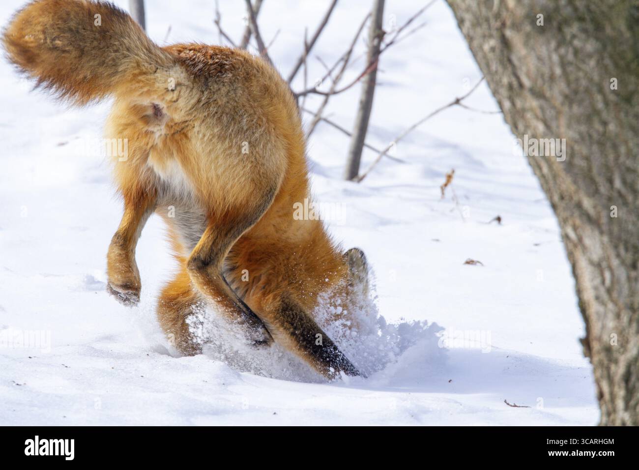 Volpe rossa (vulpes vulpes), volpe che caccia lo scoiattolo grigio orientale (sciurus carolinensis) in inverno. Provincia del Quebec, Canada, Nord America Foto Stock