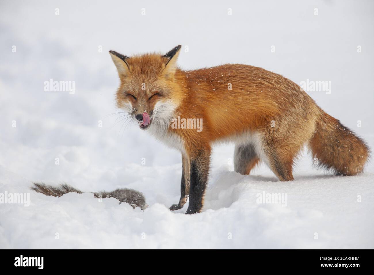 Volpe rossa (vulpes vulpes), volpe che caccia lo scoiattolo grigio orientale (sciurus carolinensis) in inverno. Provincia del Quebec, Canada, Nord America Foto Stock