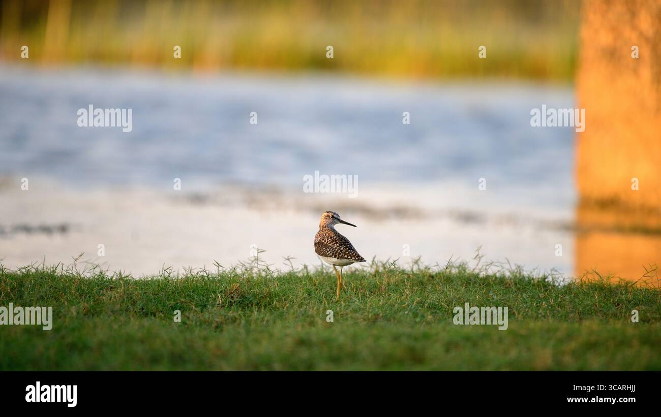 Wood sandpiper si erge graziosamente sulla costa erbosa di Talaimannar, Sri Lanka Foto Stock
