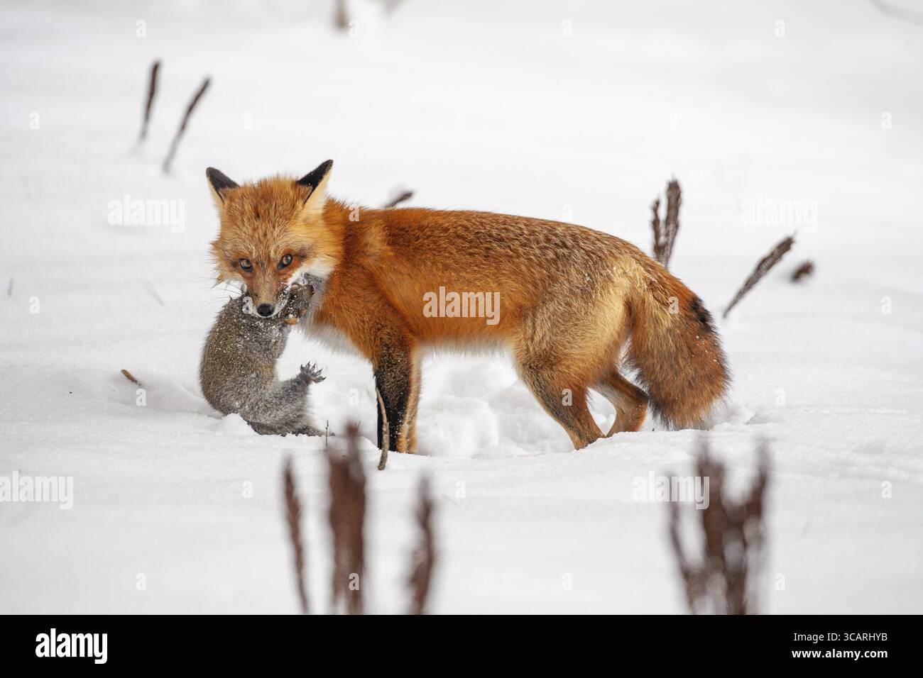 Volpe rossa (vulpes vulpes), volpe che caccia lo scoiattolo grigio orientale (sciurus carolinensis) in inverno. Provincia del Quebec, Canada, Nord America Foto Stock