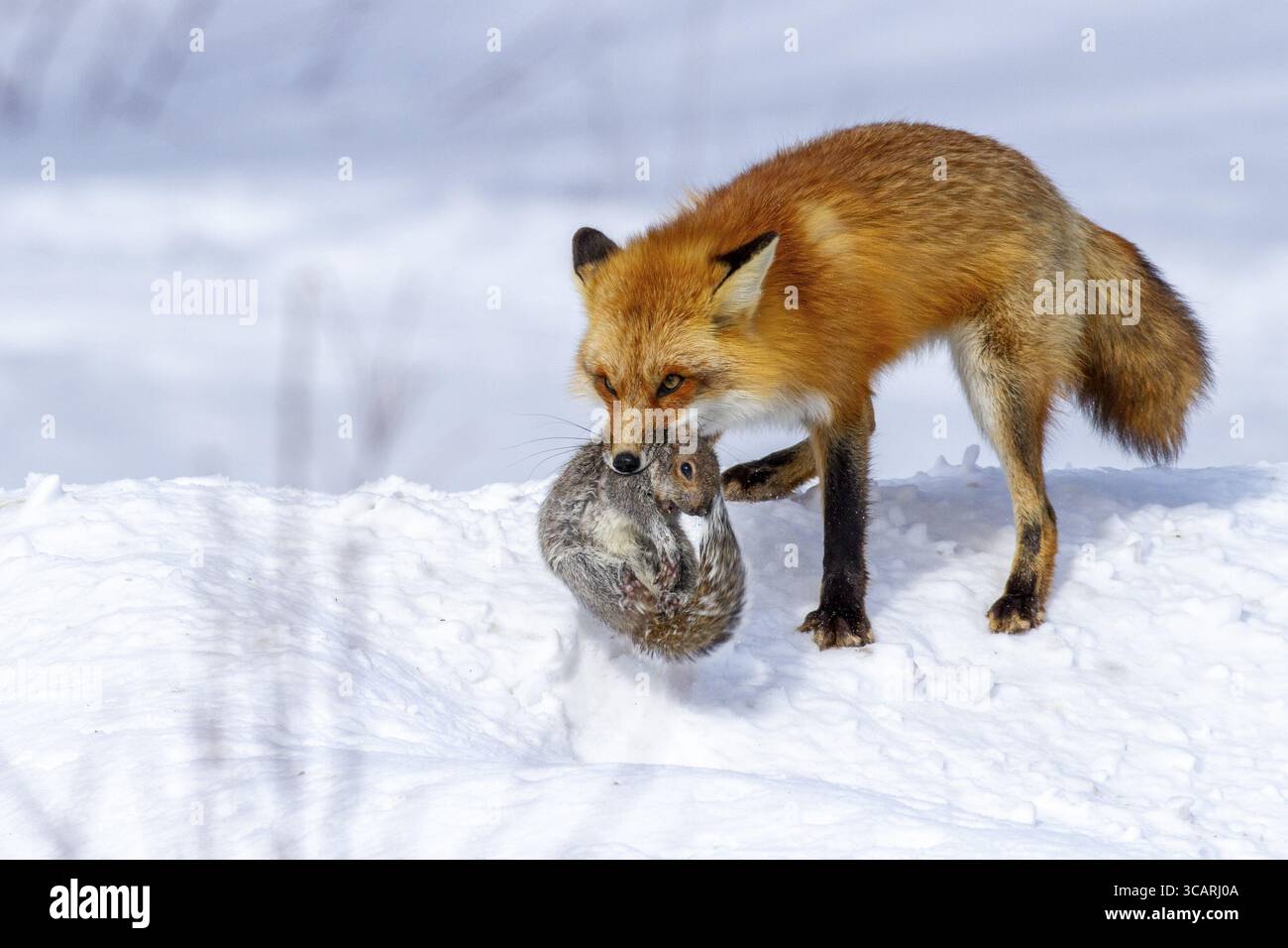 Volpe rossa (vulpes vulpes), volpe che caccia lo scoiattolo grigio orientale (sciurus carolinensis) in inverno. Provincia del Quebec, Canada, Nord America Foto Stock