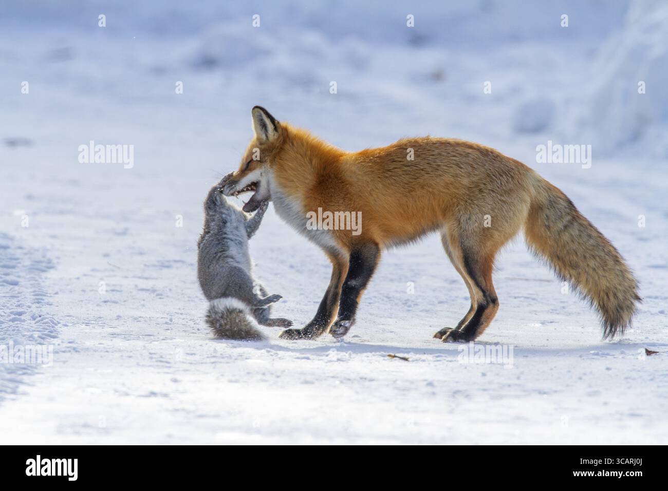 Volpe rossa (vulpes vulpes), volpe che caccia lo scoiattolo grigio orientale (sciurus carolinensis) in inverno. Provincia del Quebec, Canada, Nord America Foto Stock