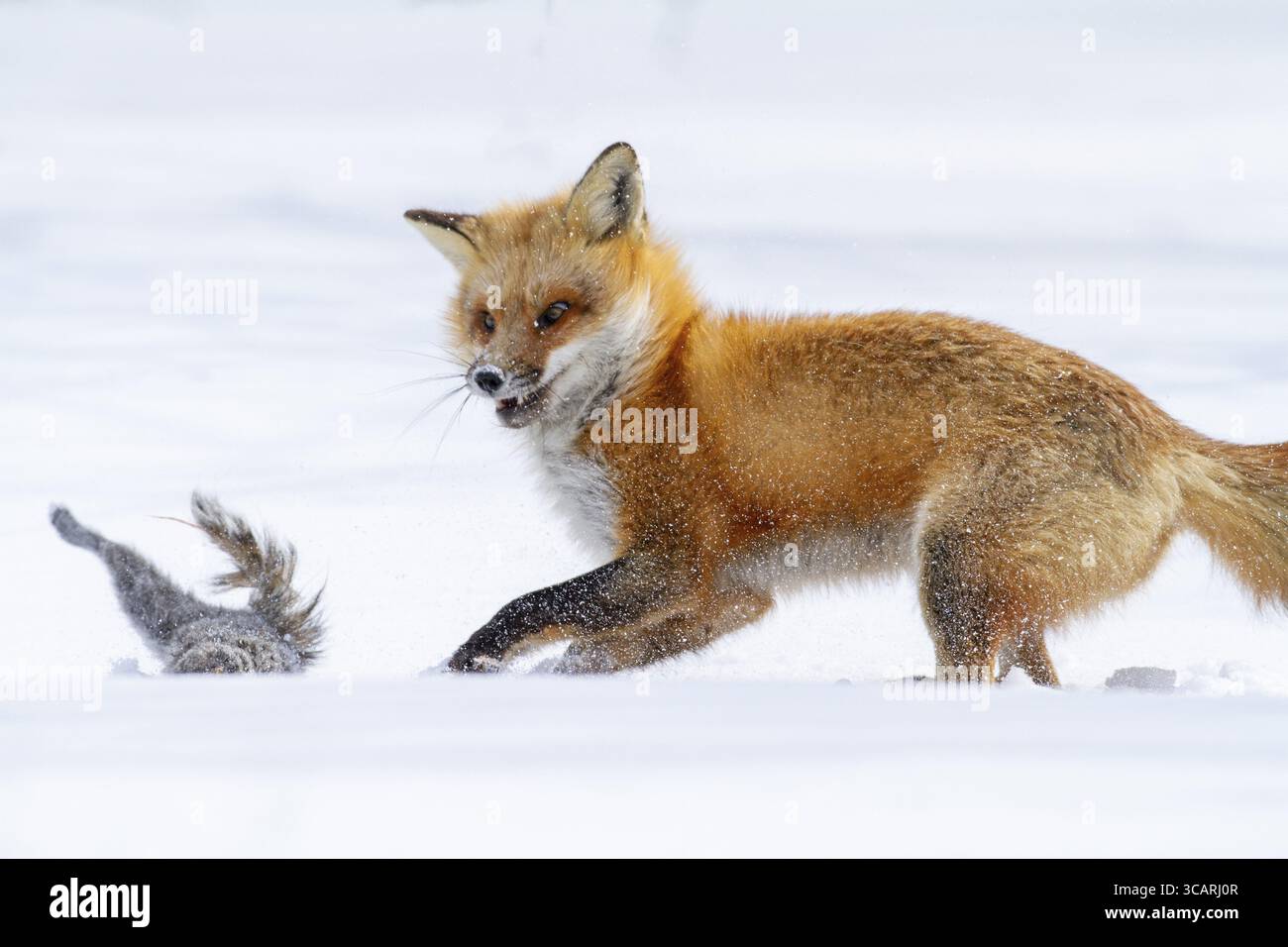 Volpe rossa (vulpes vulpes), volpe che caccia lo scoiattolo grigio orientale (sciurus carolinensis) in inverno. Provincia del Quebec, Canada, Nord America Foto Stock