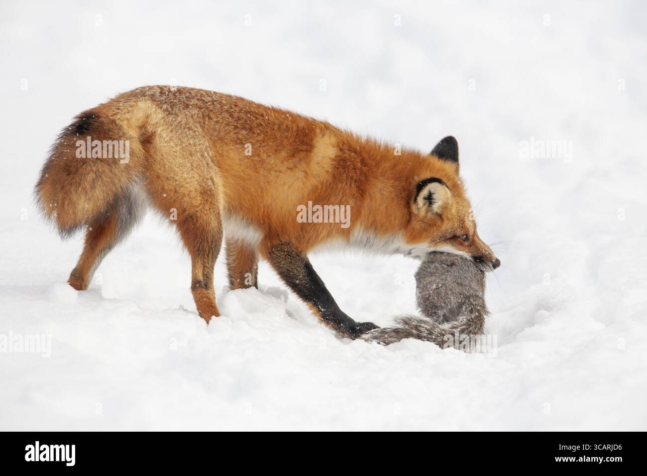 Volpe rossa (vulpes vulpes), volpe che caccia lo scoiattolo grigio orientale (sciurus carolinensis) in inverno. Provincia del Quebec, Canada, Nord America Foto Stock