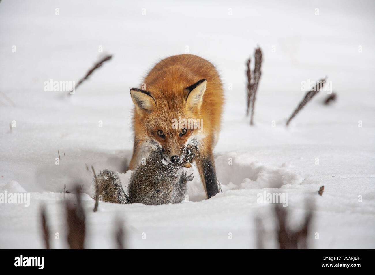 Volpe rossa (vulpes vulpes), volpe che caccia lo scoiattolo grigio orientale (sciurus carolinensis) in inverno. Provincia del Quebec, Canada, Nord America Foto Stock