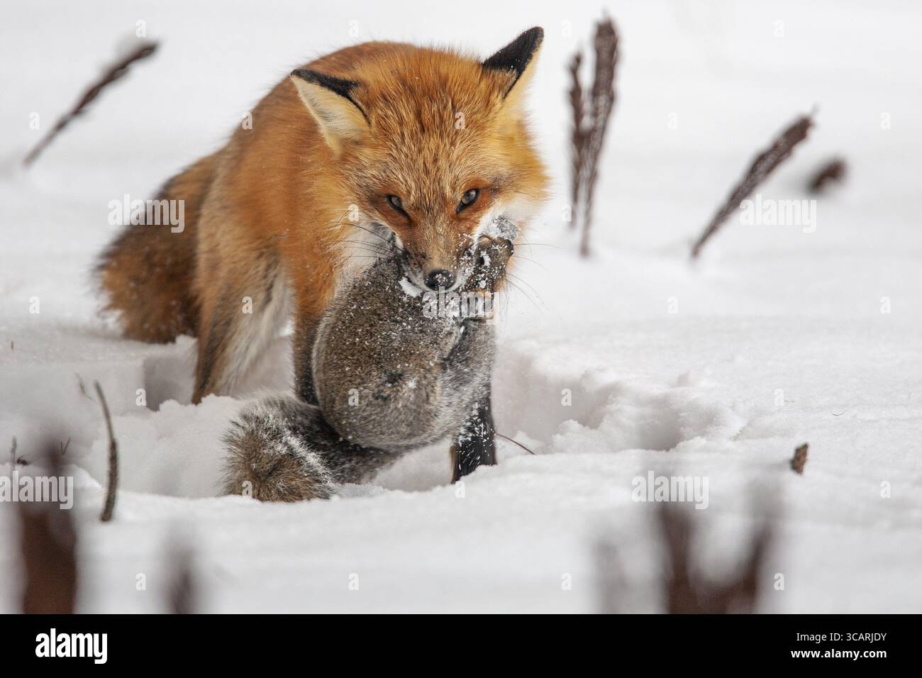 Volpe rossa (vulpes vulpes), volpe che caccia lo scoiattolo grigio orientale (sciurus carolinensis) in inverno. Provincia del Quebec, Canada, Nord America Foto Stock