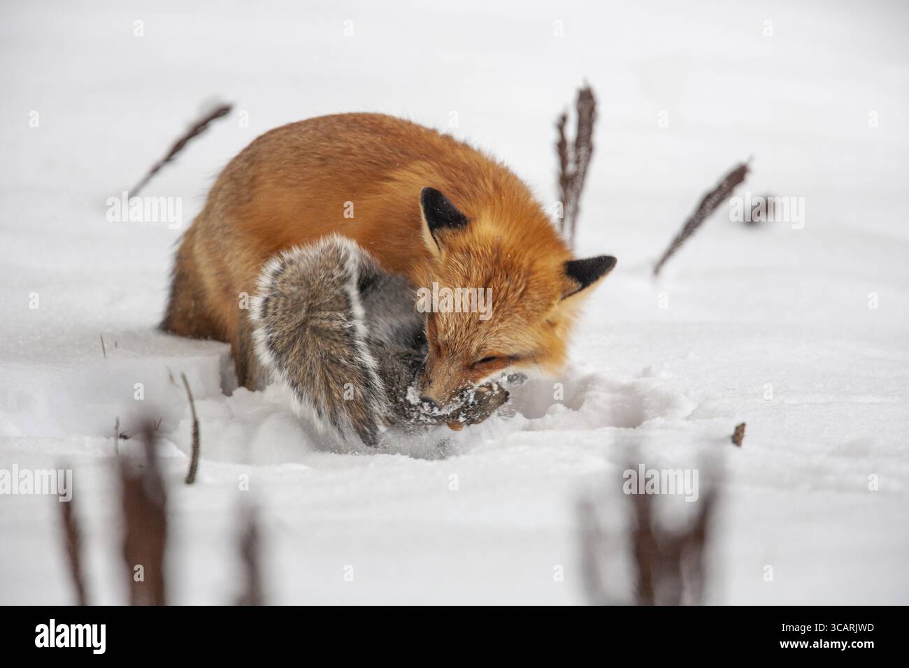 Volpe rossa (vulpes vulpes), volpe che caccia lo scoiattolo grigio orientale (sciurus carolinensis) in inverno. Provincia del Quebec, Canada, Nord America Foto Stock