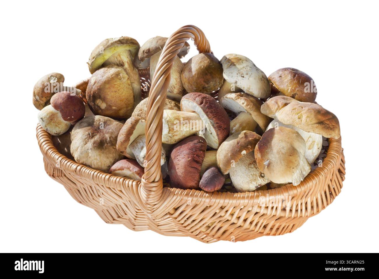 Funghi, porcini, natura Immagini senza sfondo e Foto Stock ritagliate -  Alamy