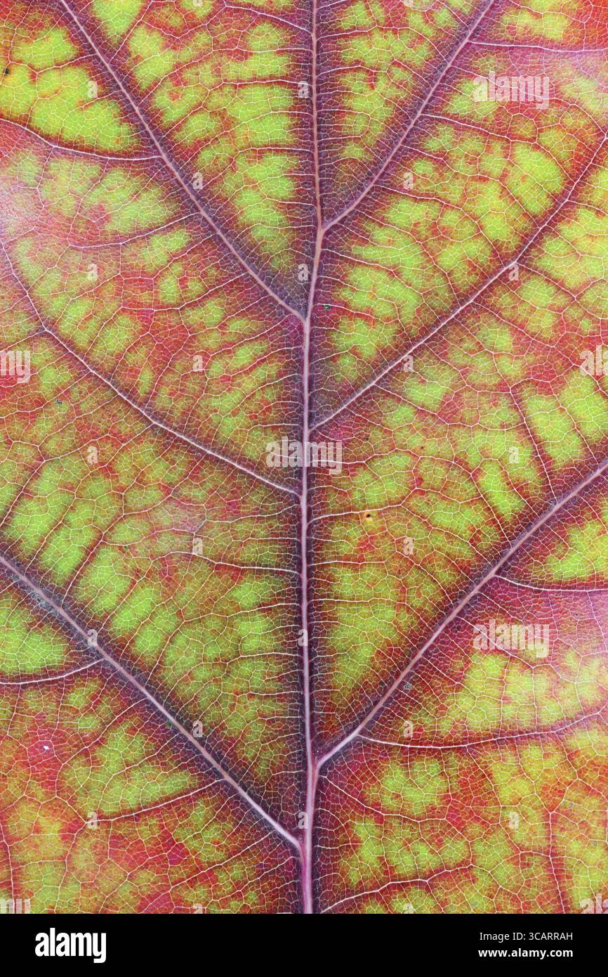 Autunno vari colori - dal verde al rosso e al giallo - in una foglia di quercia. Lo studio macro di ottobre è stato girato come concetto di vene e vasi sanguigni Foto Stock
