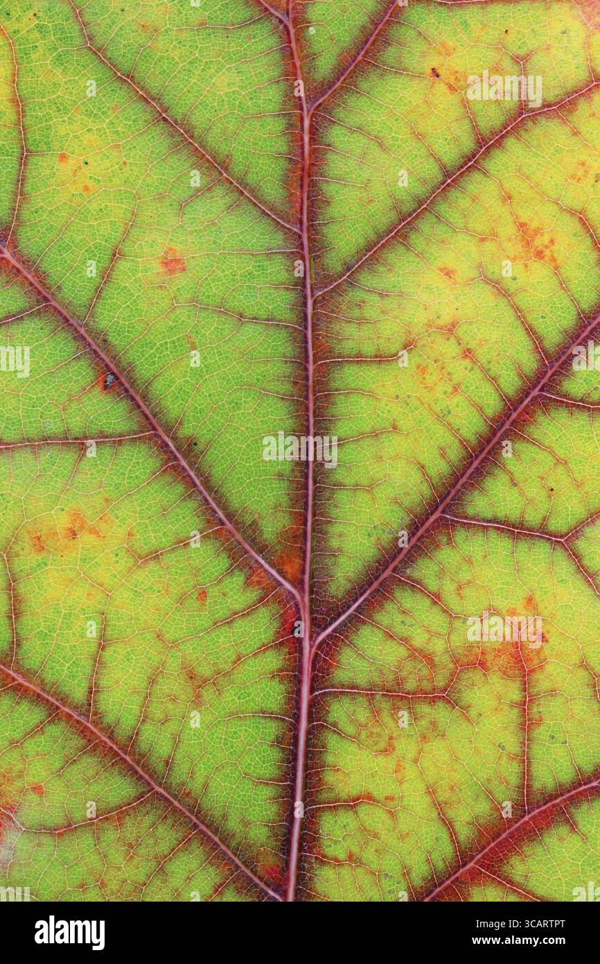 Autunno vari colori - dal verde al rosso e al giallo - in una foglia di quercia. Lo studio macro di ottobre è stato girato come concetto di vene e vasi sanguigni Foto Stock