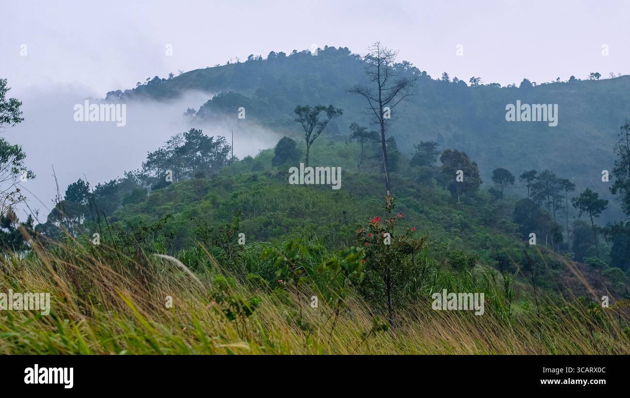 Foggy Hillside con vegetazione lussureggiante e atmosfera nebbiosa Foto Stock