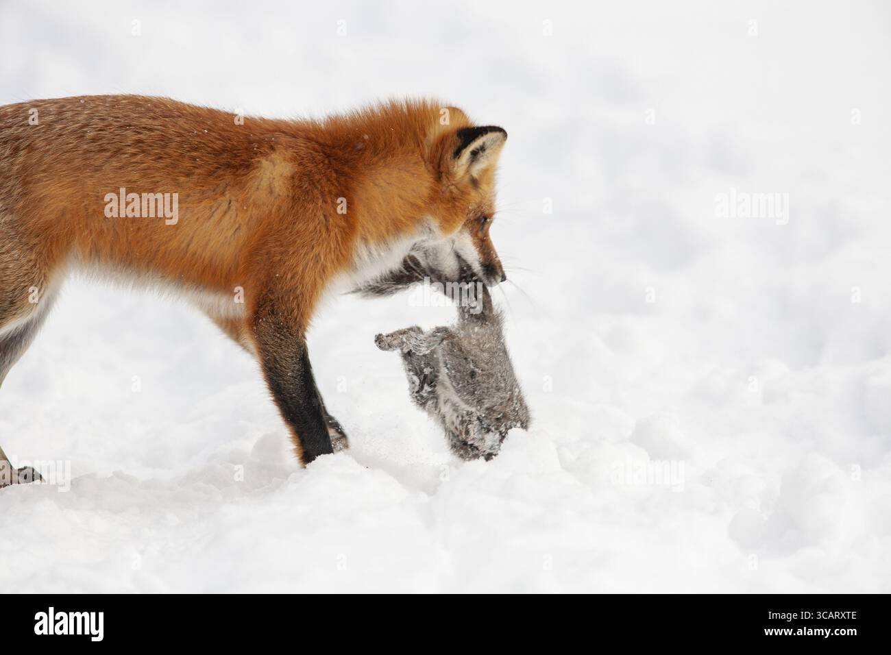 Volpe rossa (vulpes vulpes), volpe che caccia lo scoiattolo grigio orientale (sciurus carolinensis) in inverno. Provincia del Quebec, Canada, Nord America Foto Stock