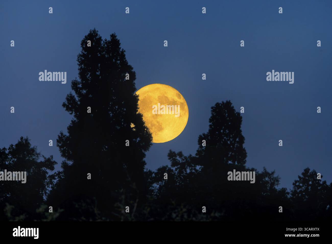 La luna piena appare luminosa dietro le sagome degli alberi scuri nel cielo notturno, Baden-Wuerttemberg, Germania Foto Stock