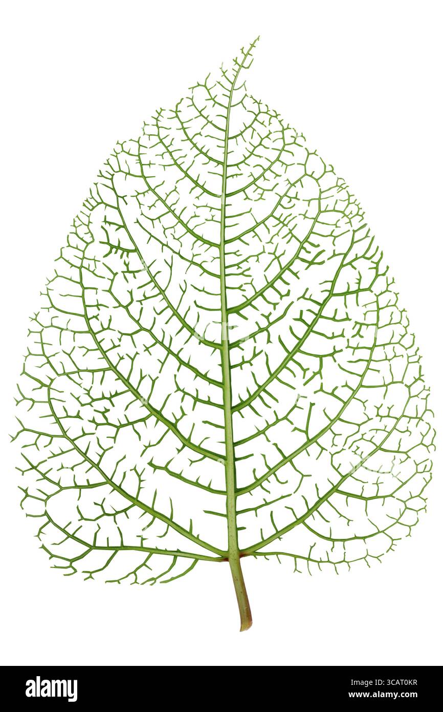 Verde vivo real estate lo scheletro di foglia vene macro isolato concetto astratto. Contiene patch Foto Stock