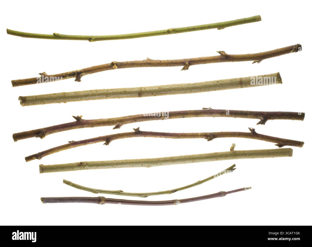 Secchi rami spinosi di diverse cespugli senza foglie isolate su bianco Foto Stock