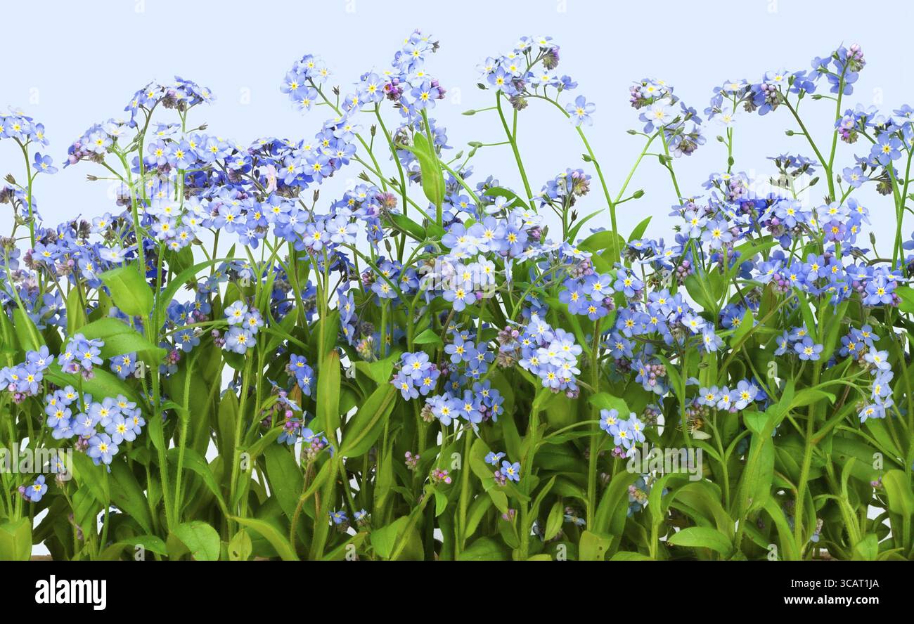 Cartolina dal bordo dei fiori blu Forget-me-nots (Myosotis) Foto Stock