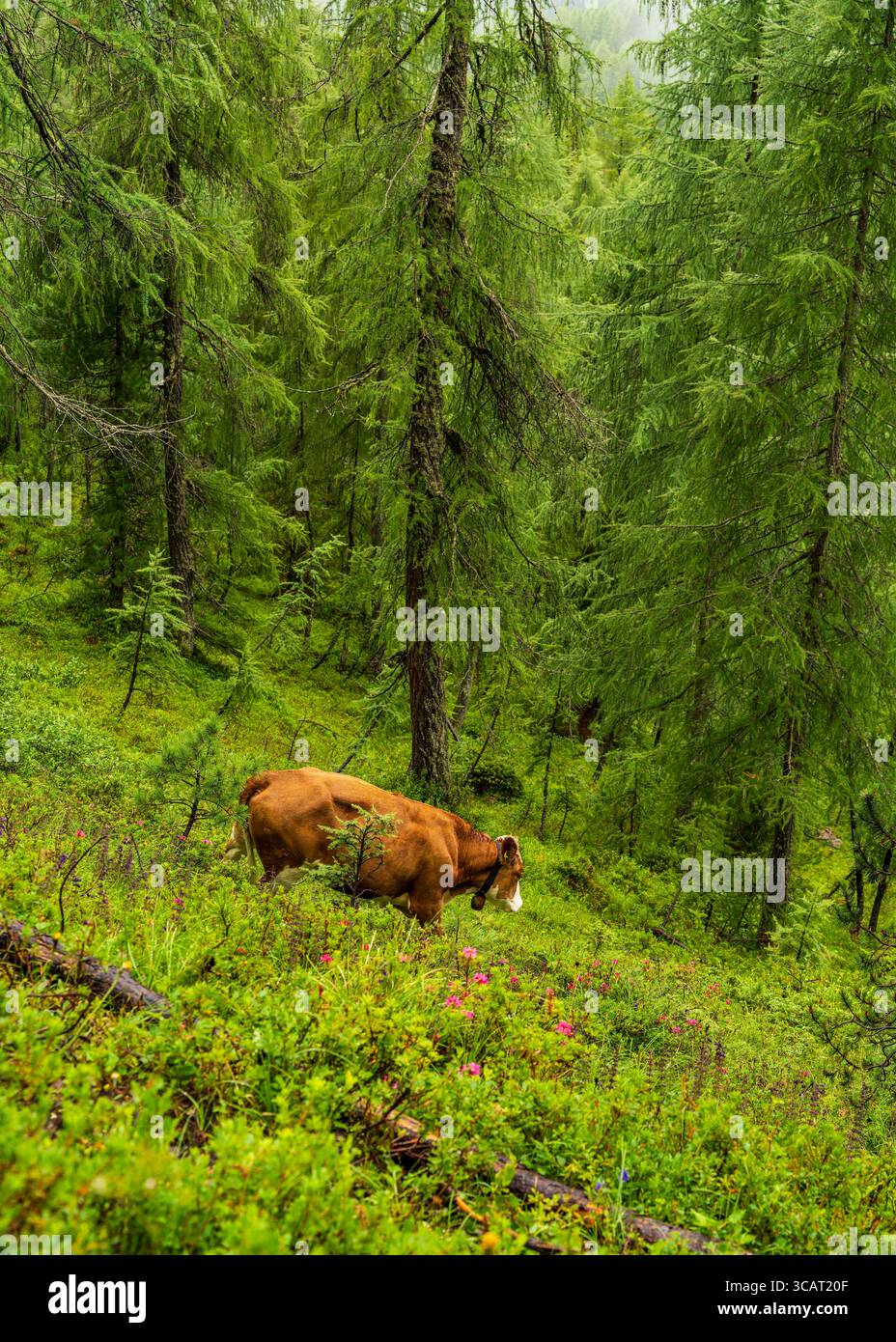 Mucca in alta quota nella foresta di conifere delle Dolomiti, Italia. Tranquilla natura alpina con luce di montagna e dintorni tranquilli. Foto Stock