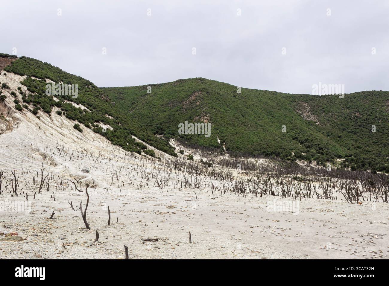 Area geotermica secca con alberi morti e terre di zolfo Foto Stock