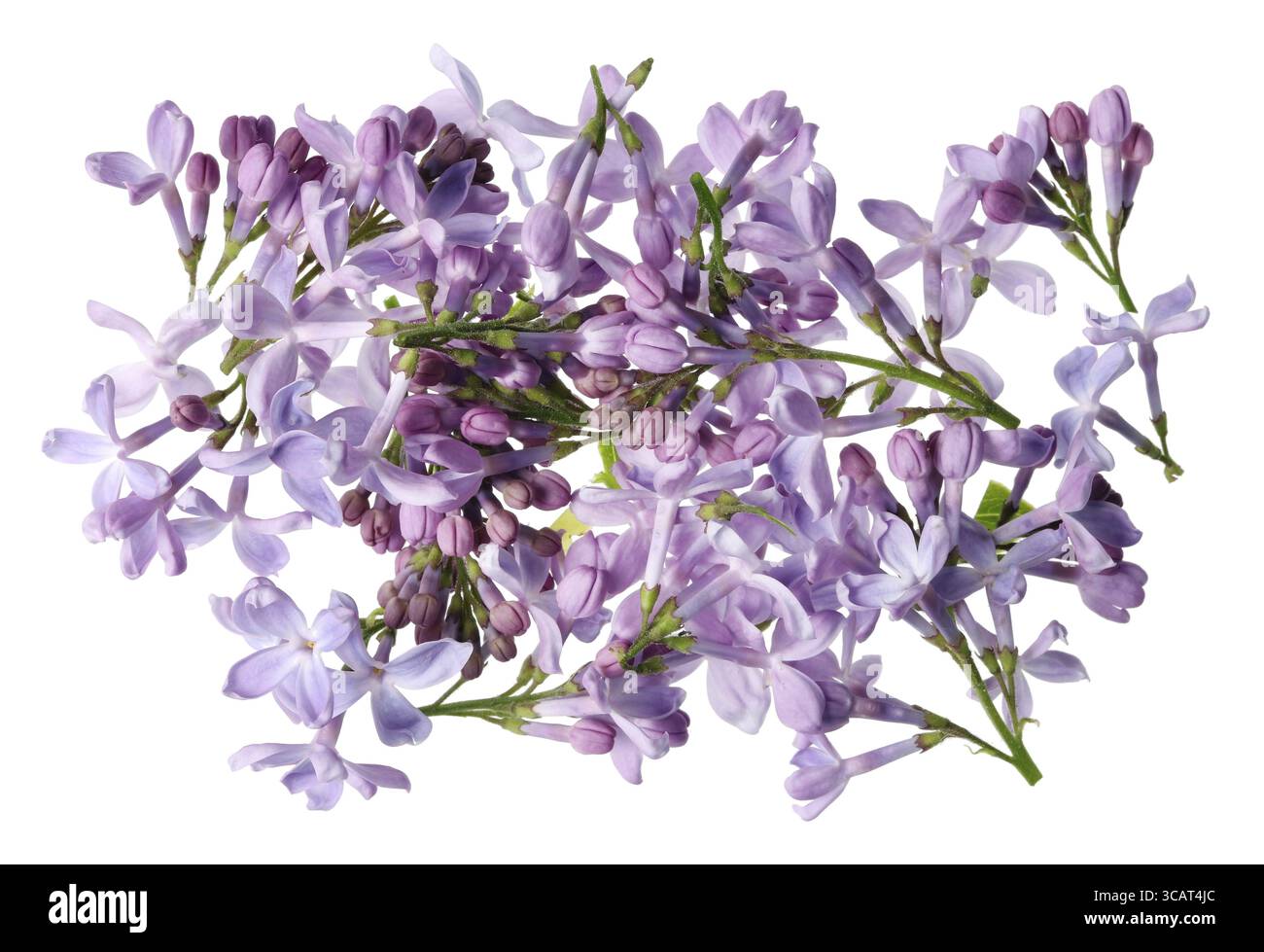 Fiori di lillas reali viola chiaro senza foglie e ramoscelli. Idolated on white studio macro background Foto Stock Fiori di lillas reali viola chiaro senza foglie e ramoscelli. Idolated on white studio macro background Foto Stock