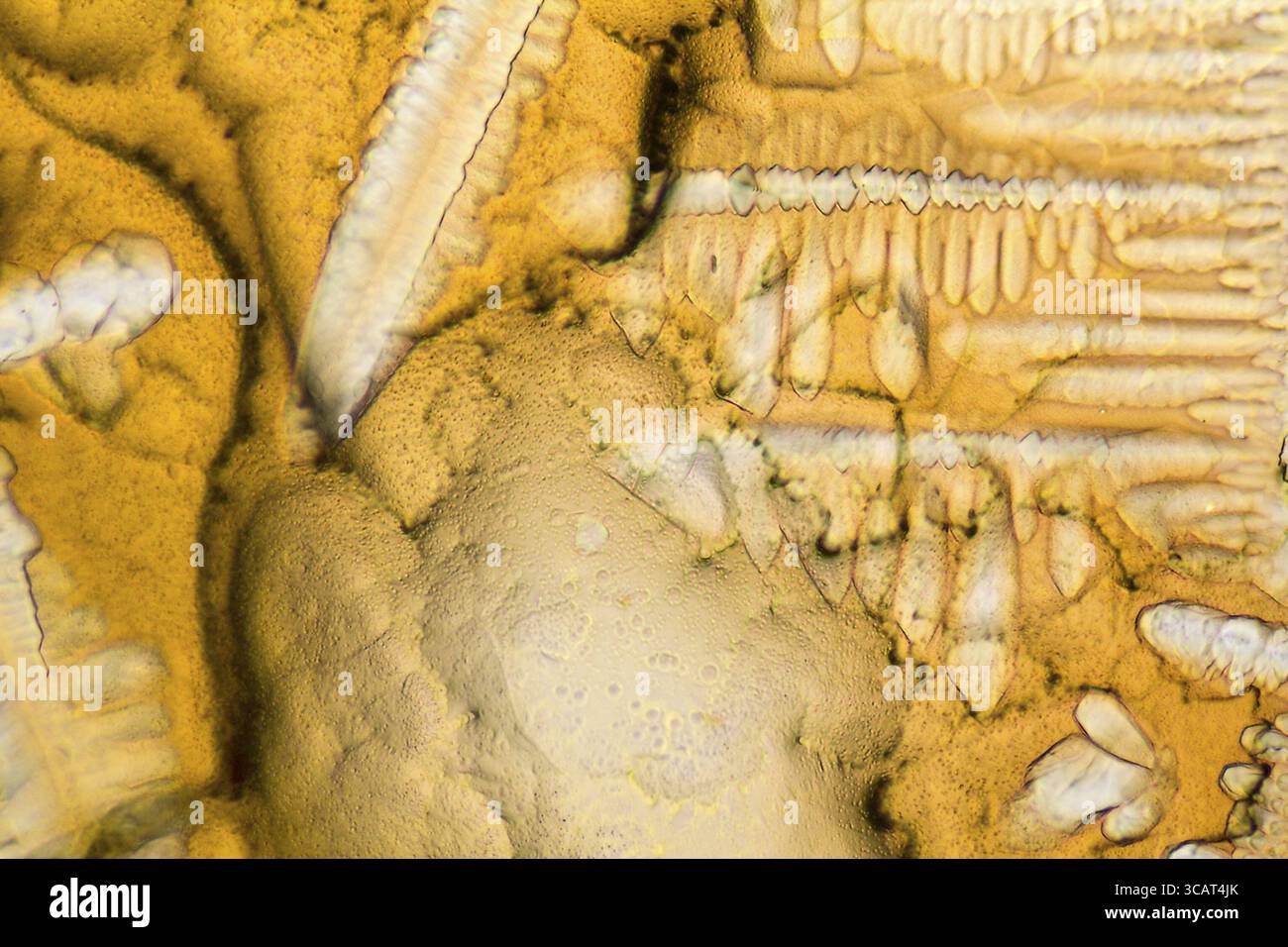 Shot microscopico che mostra i microcristalli di condimento fluido Foto Stock