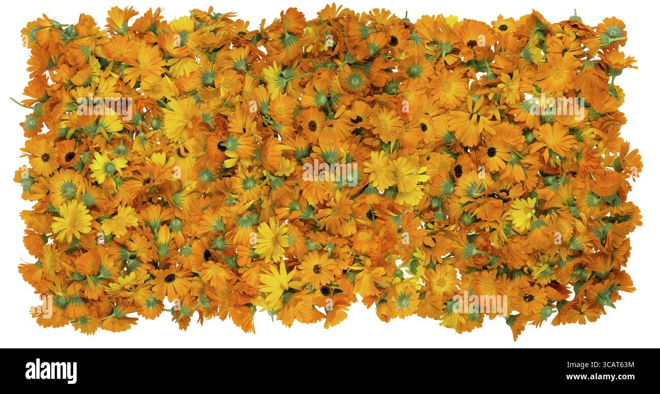 Centinaia di fiori di un medico di calendula sono preparati per l'asciugatura e la trasformazione nella tintura di medicinali. Collage isolato Foto Stock