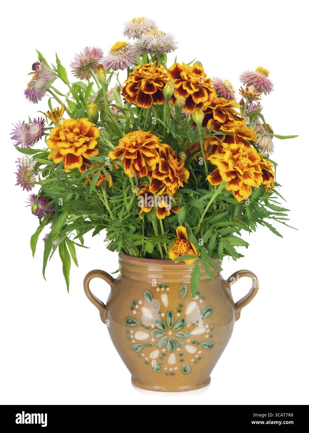 Fiori francesi di Marigold Petite Orange (Tagetes patula) in una semplice brocca in ceramica di produzione rurale isolata Foto Stock