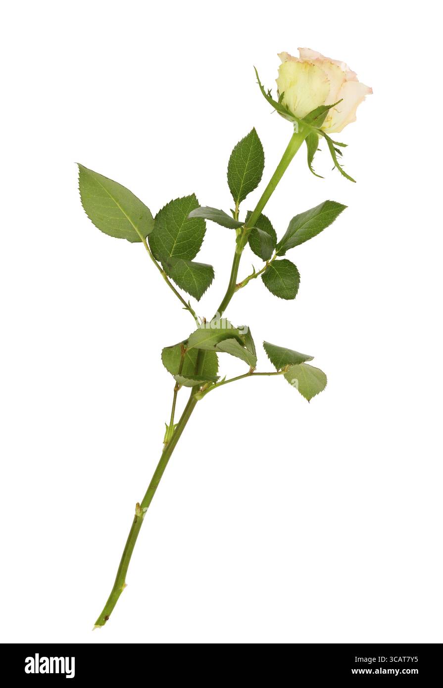 Fiore di rosa giallo fresco e solitario. Isolato su uno studio bianco Foto Stock