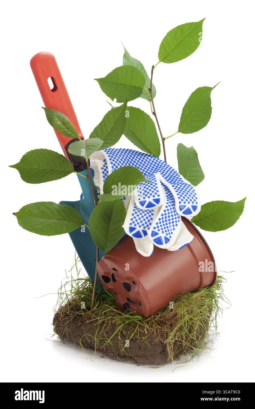 Concetto Time to Land Trees: Paletta, germogli di ciliegio, vaso per fiori, pezzo di erba erbosa, compost e erba, guanti Foto Stock