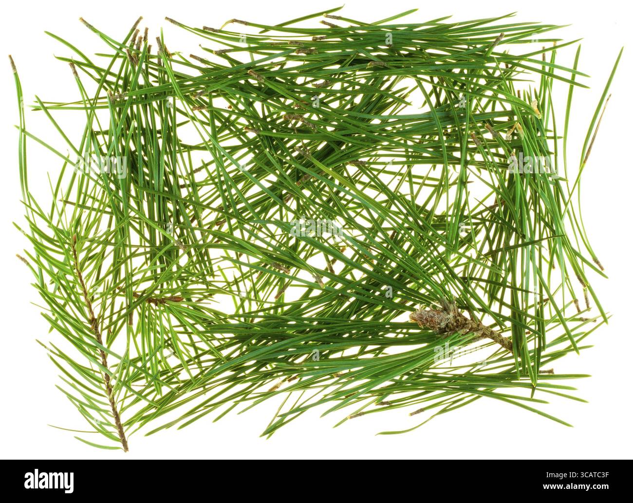 Aghi di conifere di pino e di pino e di pelo isolati su un bianco Foto Stock