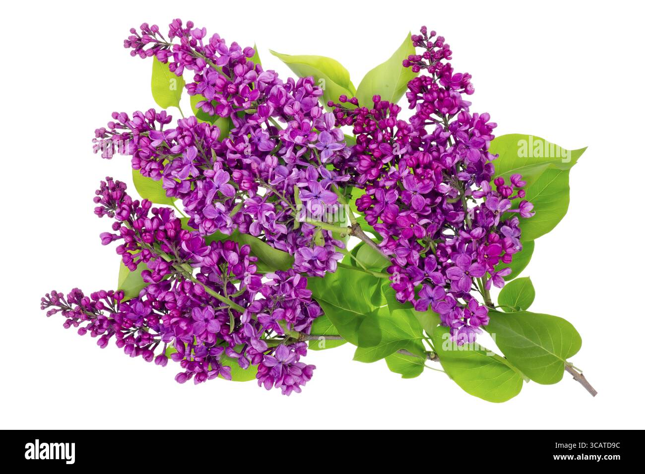 Molla viola lilla isolato rami con foglie ad alta risoluzione studio shot Foto Stock