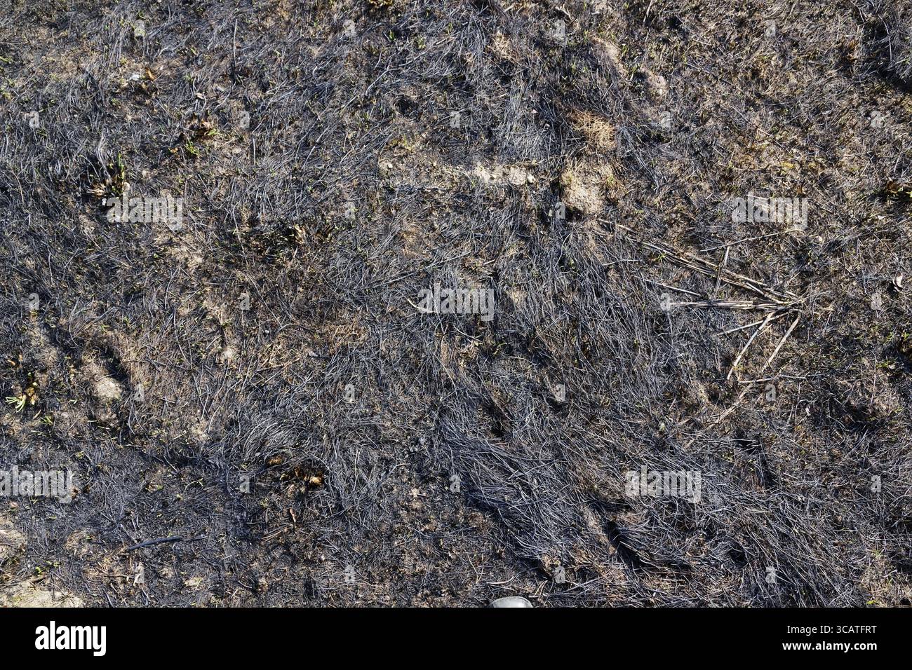 Nero bruciato erba gialla sfondo texture closeup Foto Stock