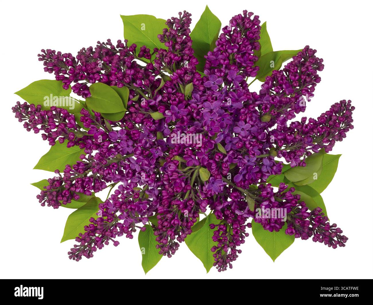 Il magenta bouquet di una nuova molla mosche lilla sul concetto di cielo. Isolato su bianco Foto Stock