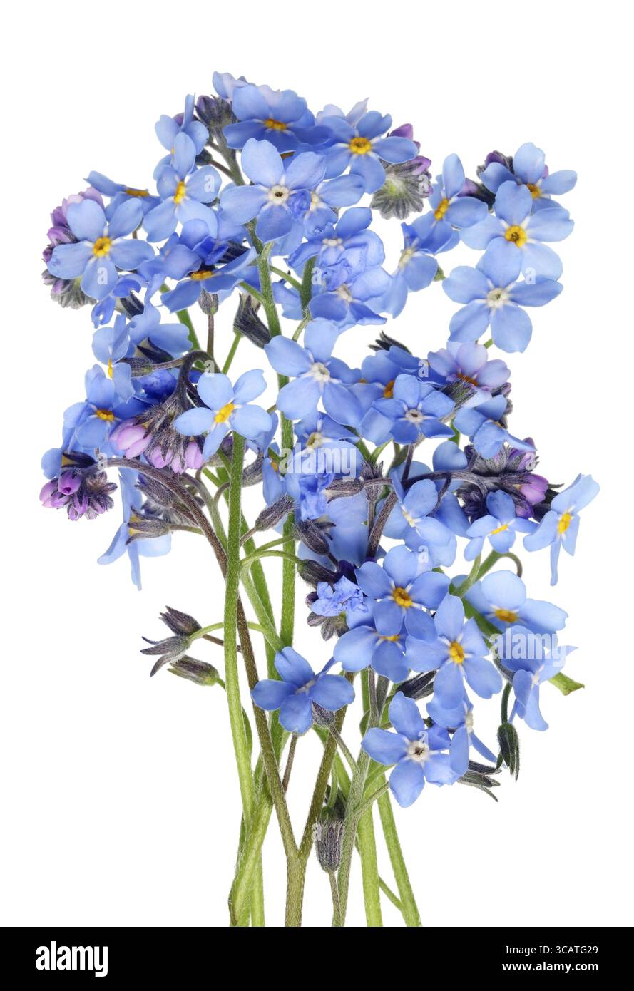 Mini bouquet di fiori blu di primavera Forget-me-nots (Myosotis). Isolato su macro shot bianco in studio Foto Stock