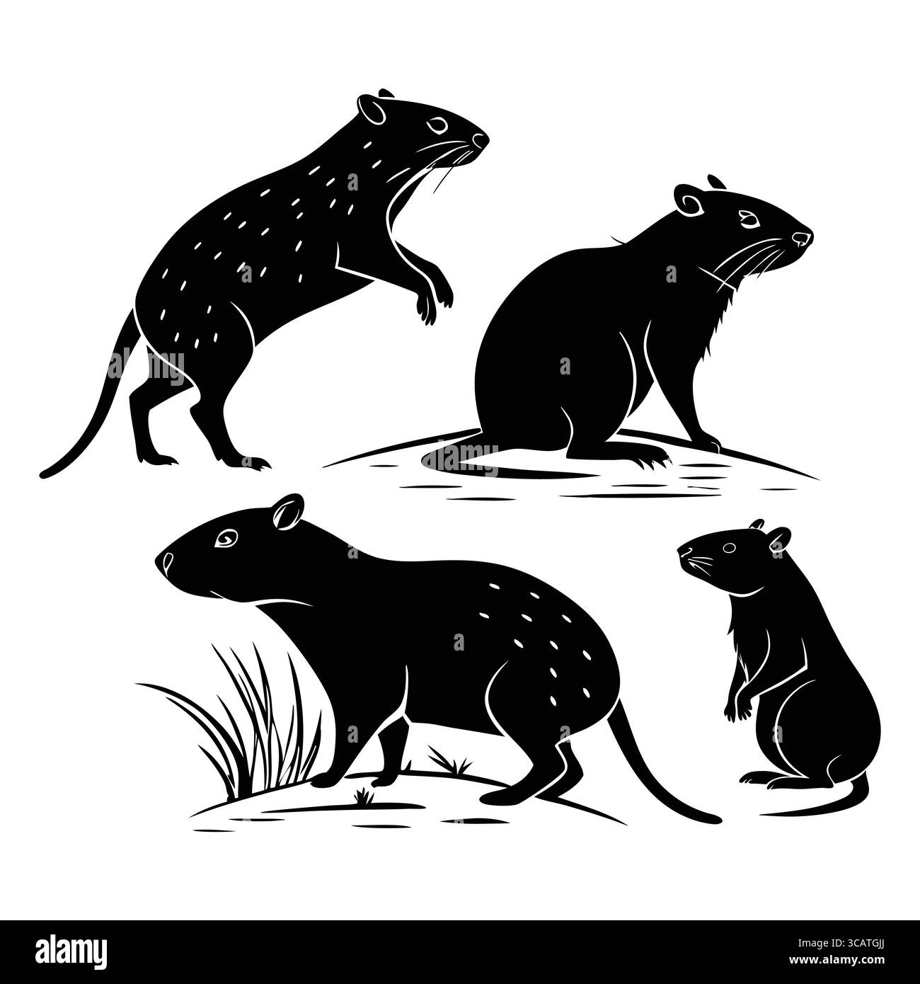 Illustrazioni silhouette di roditori Agouti in pose naturali su sfondo bianco Illustrazione Vettoriale