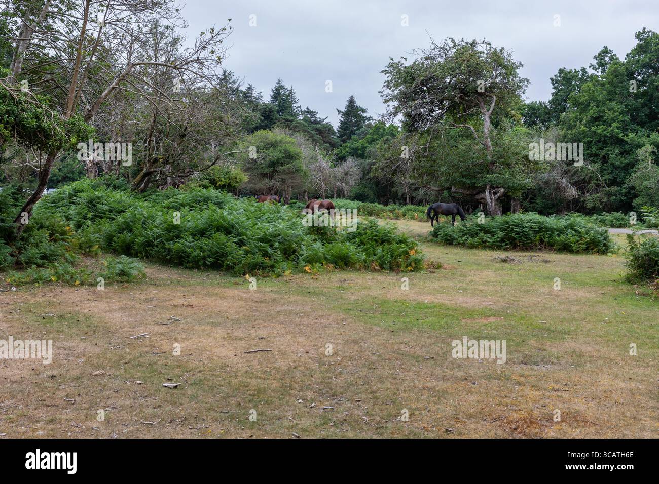 New Forest, Bolderwood, Hampshire Regno Unito Foto Stock